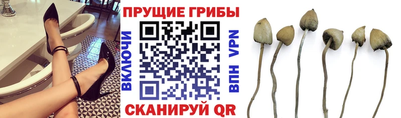 Псилоцибиновые грибы мицелий  наркота  Колпашево 